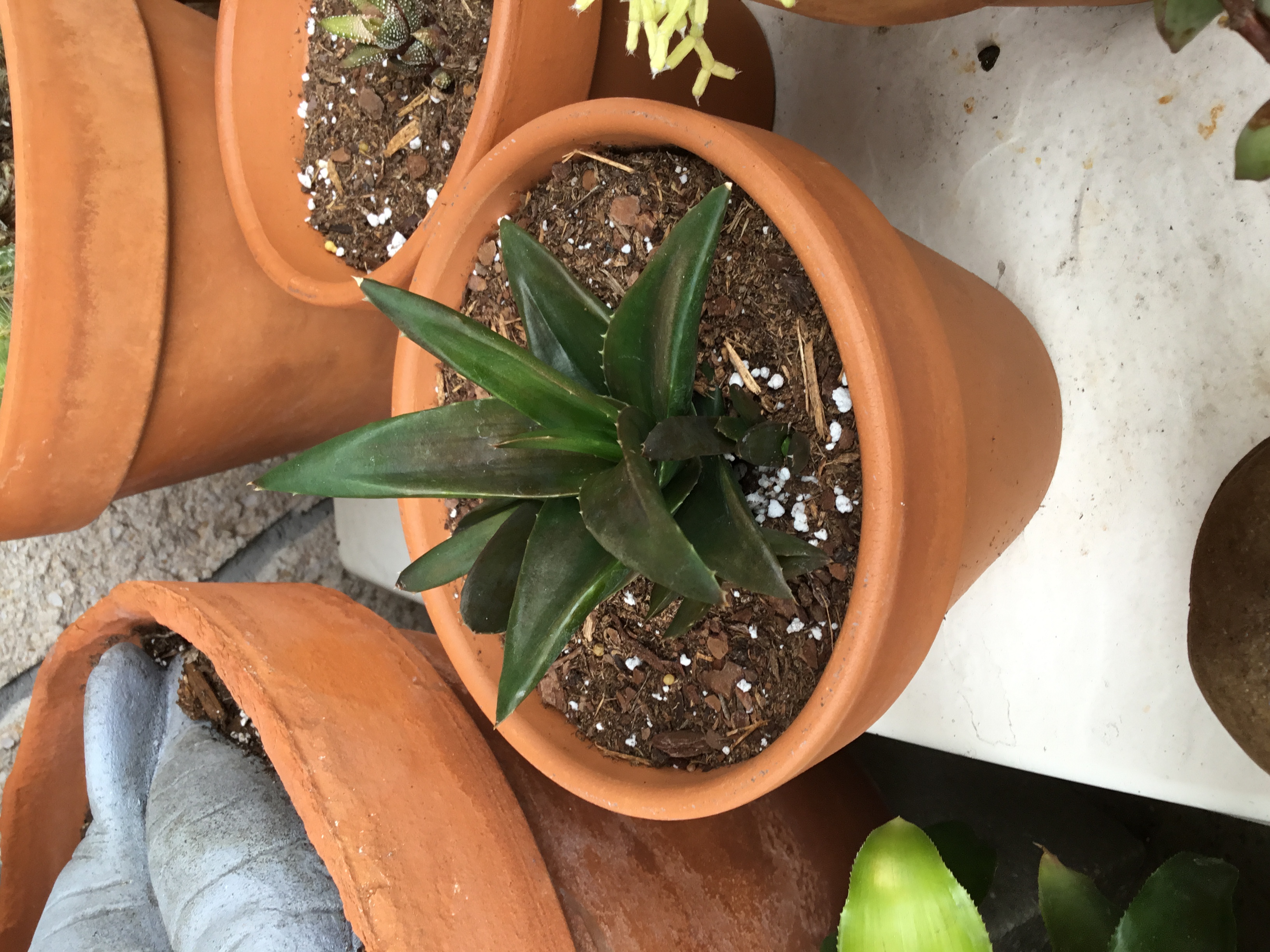 Aloe Succotrina.jpg